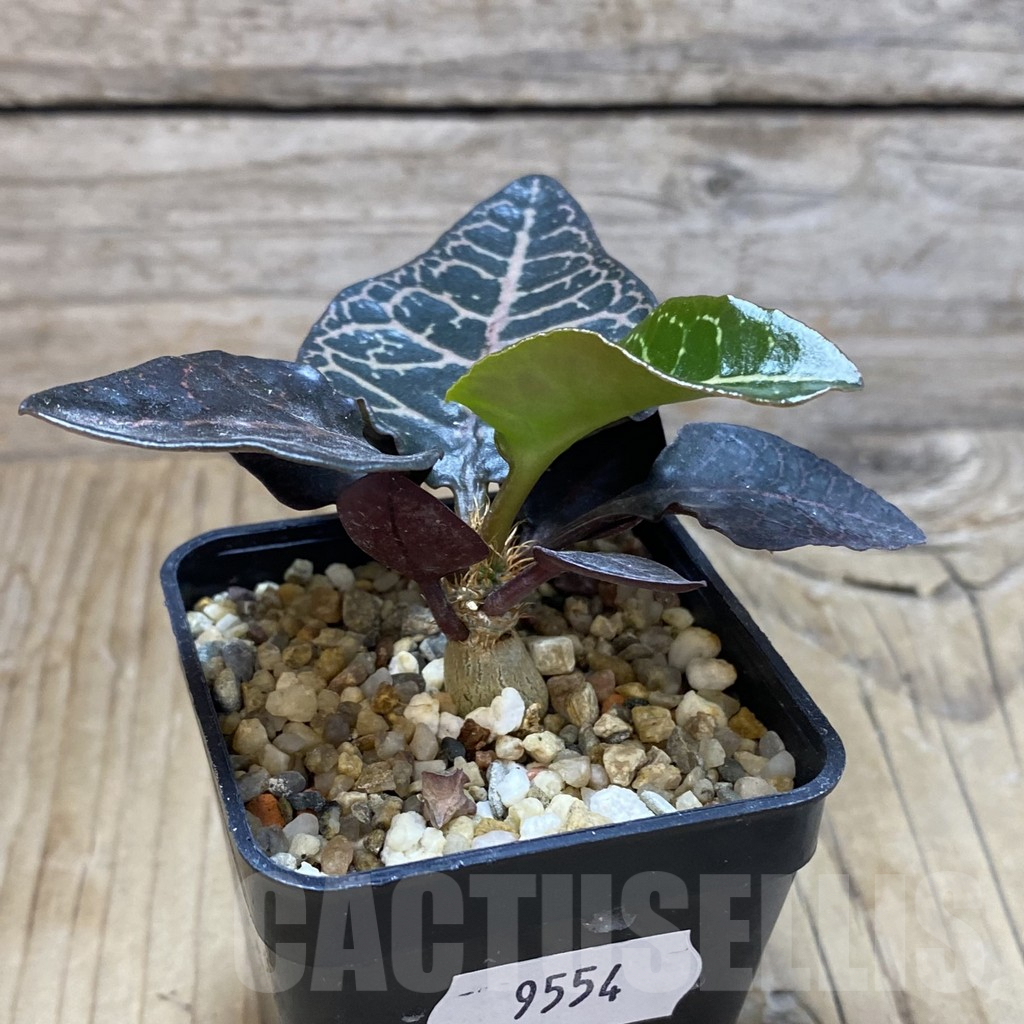 SH9554 Euphorbia francoisii hybrid - Image 2
