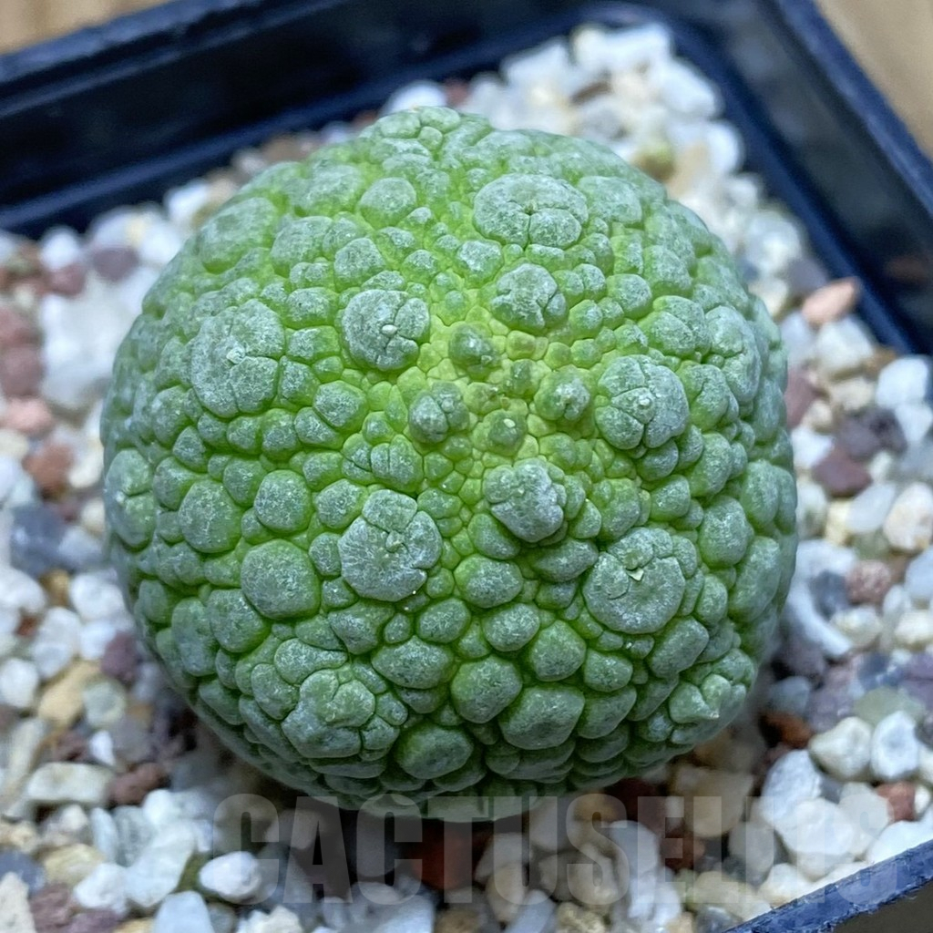 SH9559 Pseudolithos migiurtinus
