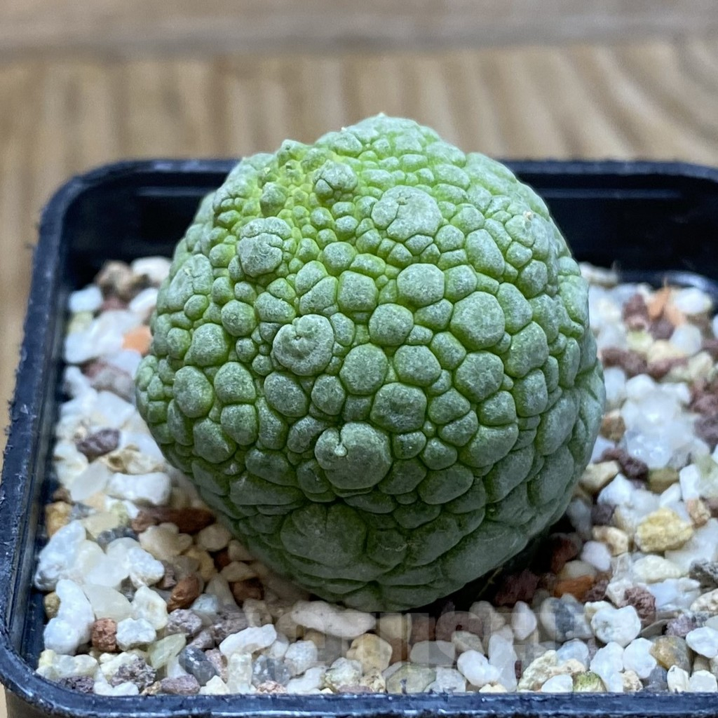 SH9559 Pseudolithos migiurtinus - Image 2