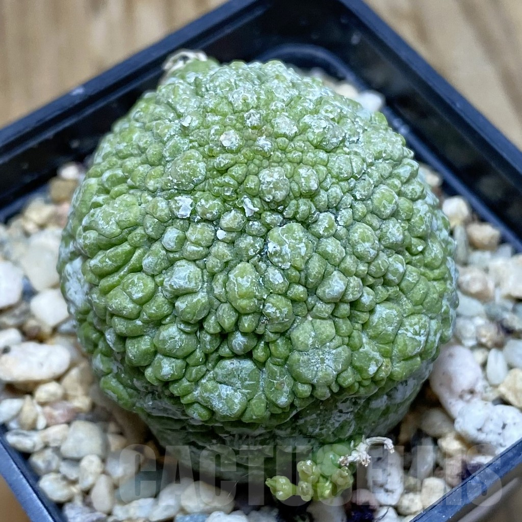 SH9561 Pseudolithos migiurtinus