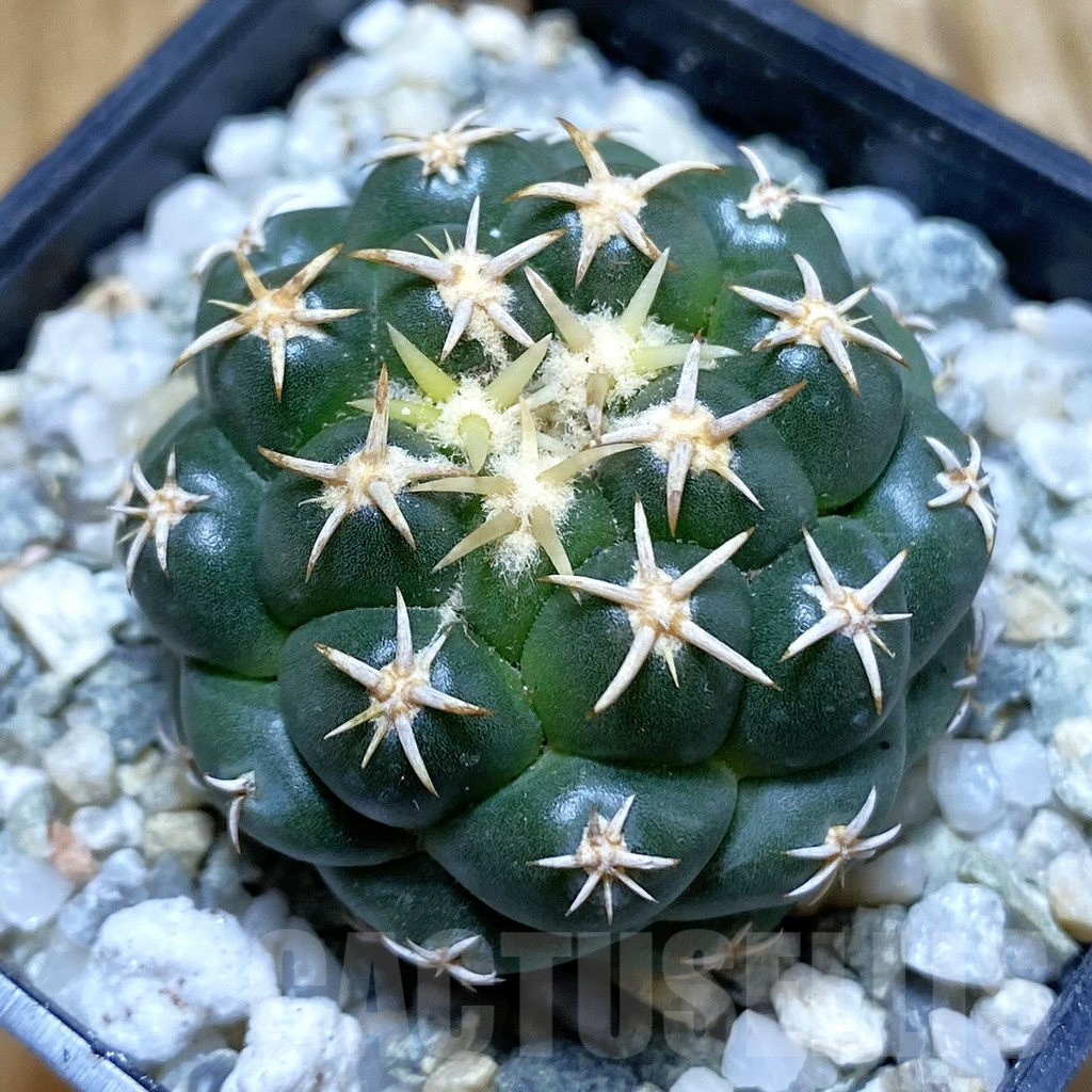SH9684 Coryphantha elephantidens ‘Family’