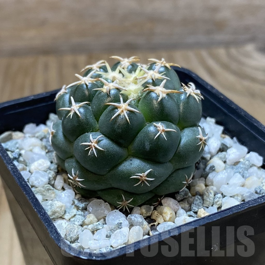 SH9684 Coryphantha elephantidens ‘Family’ - Image 2
