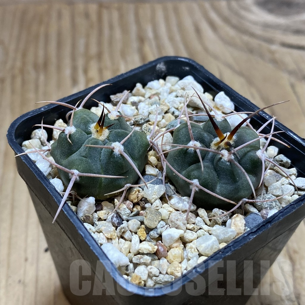 SH9652 Gymnocalycium tillianum VG 643, 2 plants - Image 2