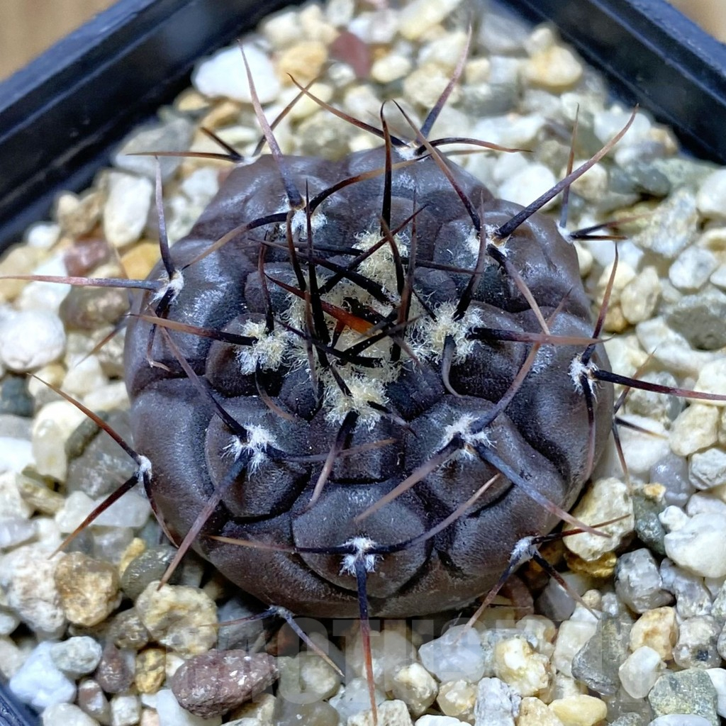 SH9653 Gymnocalycium esperanzae VG 1306