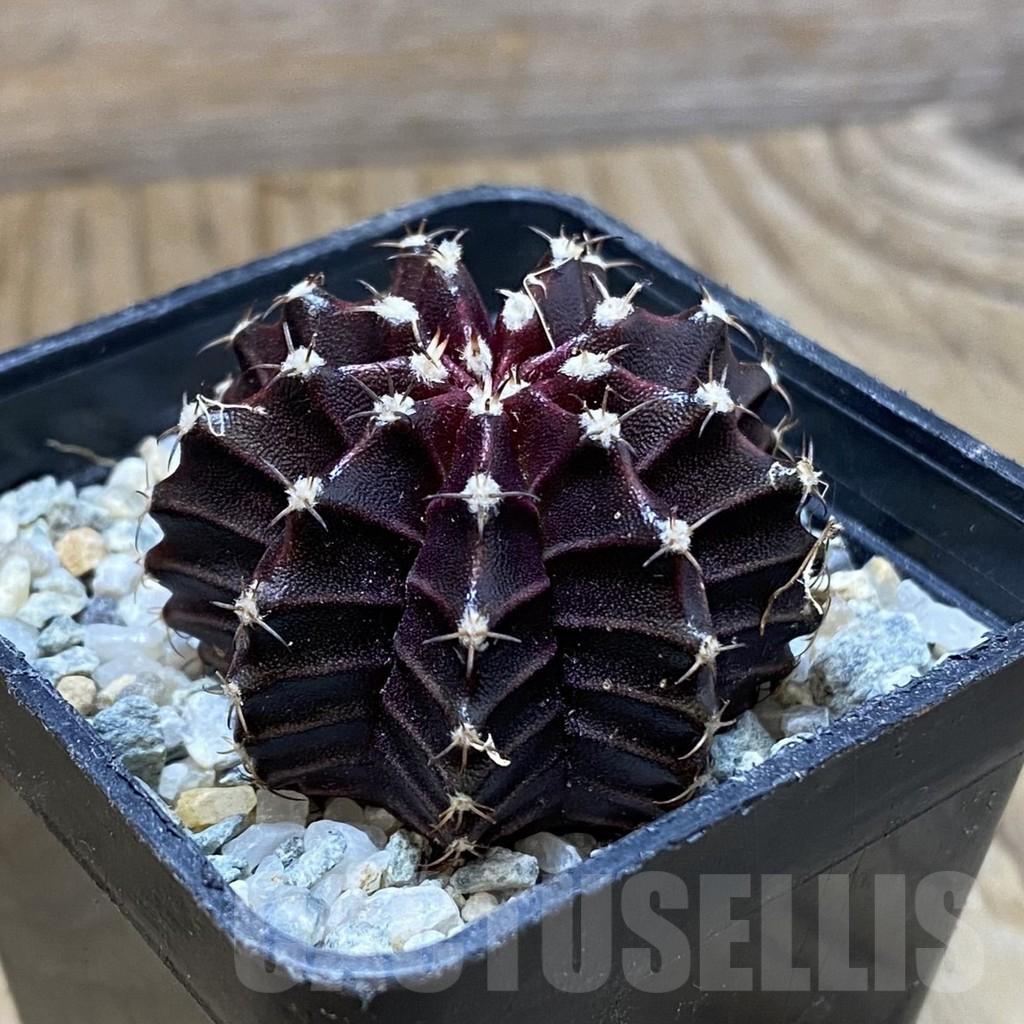 SH9697 Gymnocalycium mihanovichii ‘Black Widow’, seedling - Image 2