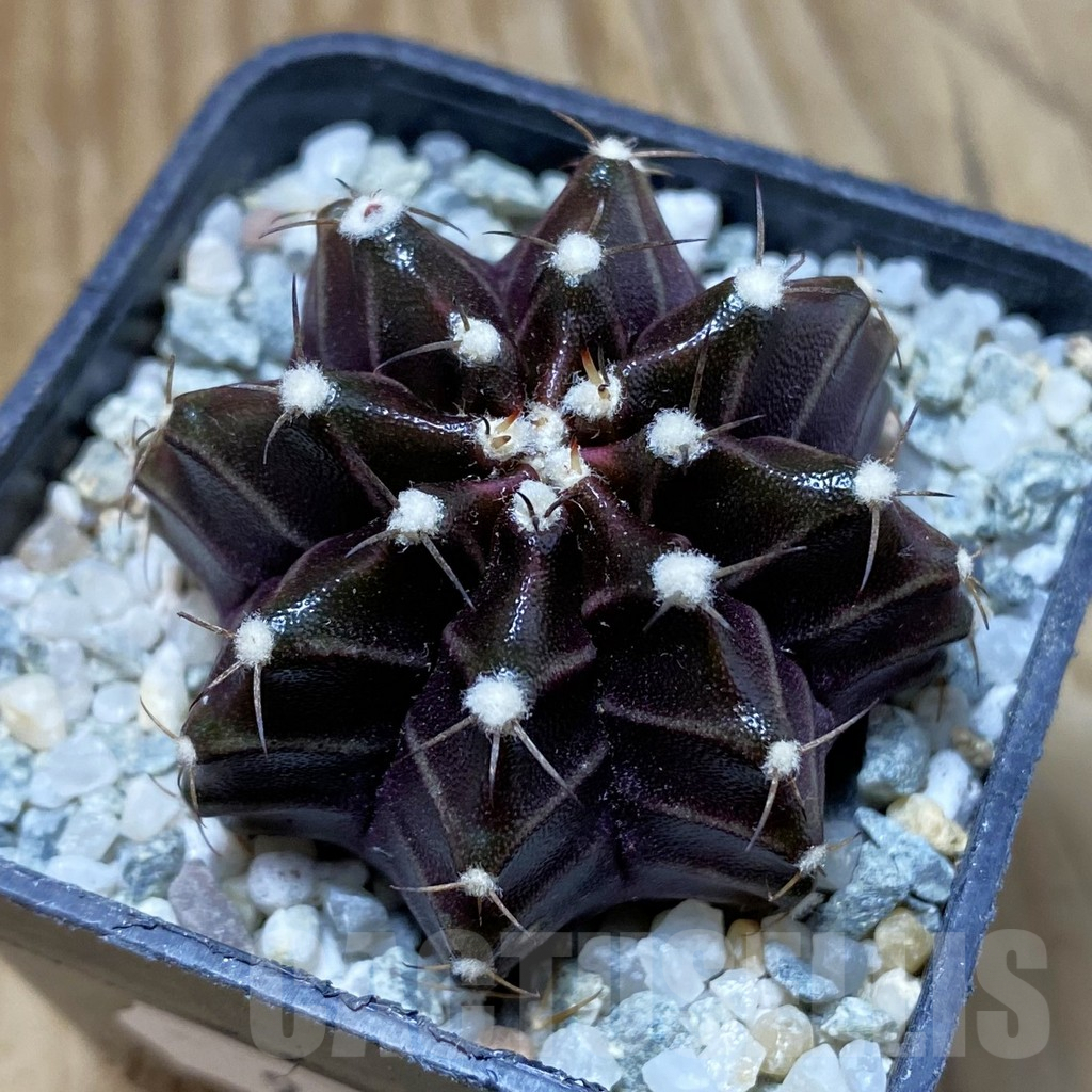 SH9698 Gymnocalycium mihanovichii ‘Black Widow’, seedling