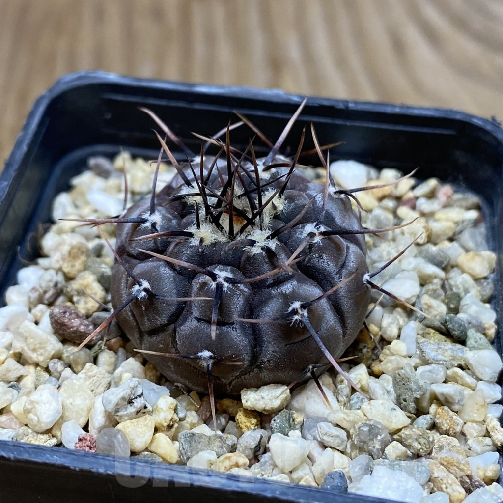 SH9653 Gymnocalycium esperanzae VG 1306 - Image 2