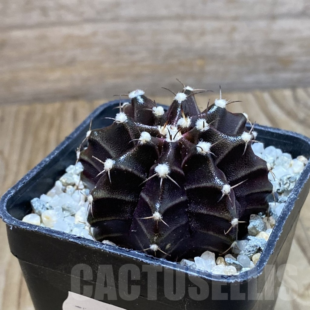 SH9698 Gymnocalycium mihanovichii ‘Black Widow’, seedling - Image 2