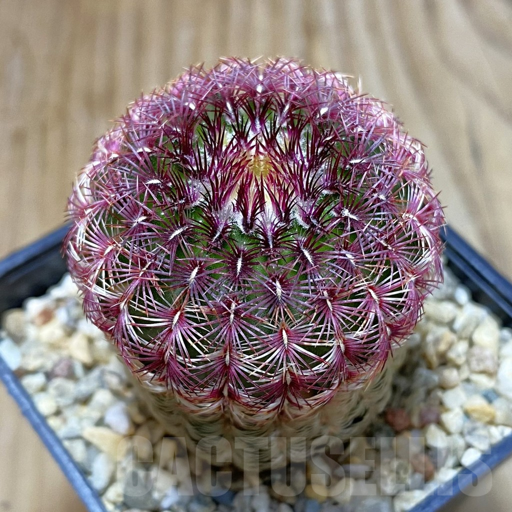 SH9658 Echinocereus rigidissimus v. rubispinus