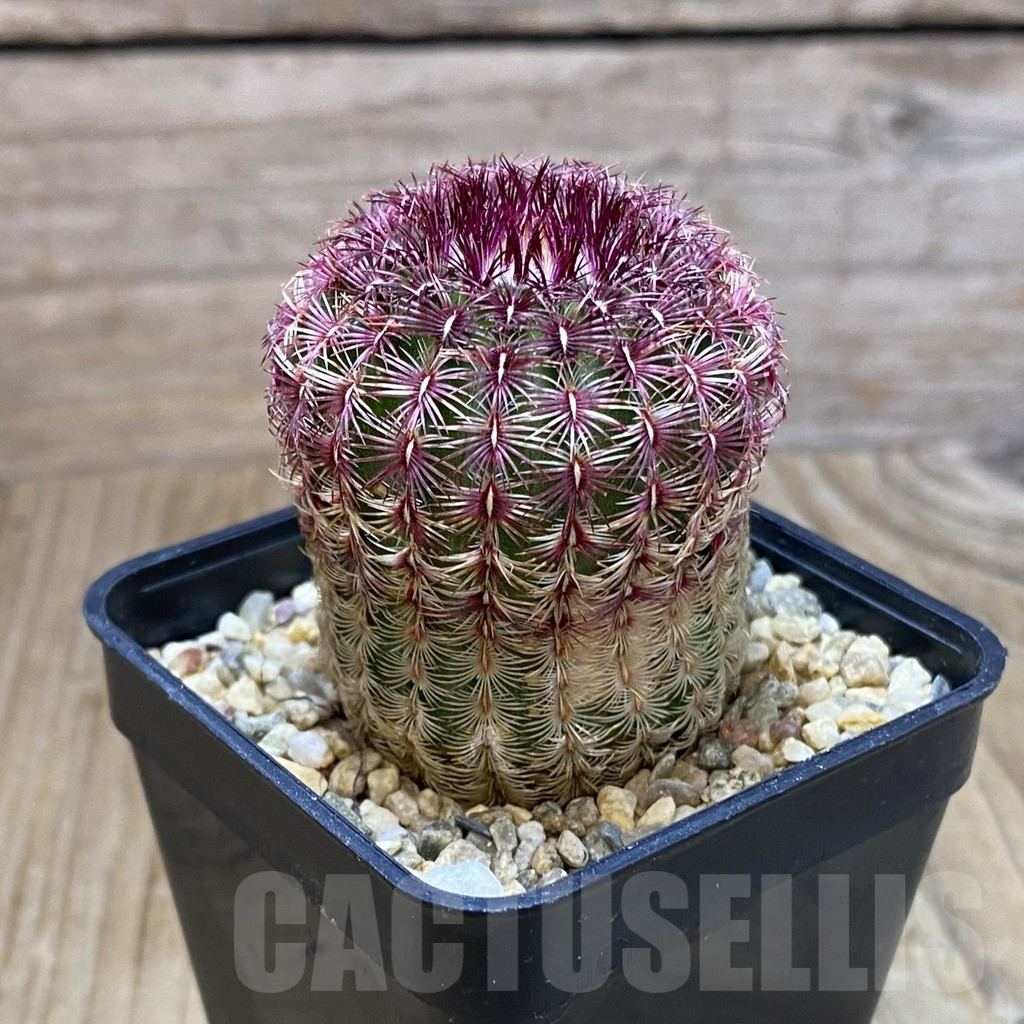 SH9658 Echinocereus rigidissimus v. rubispinus - Image 2