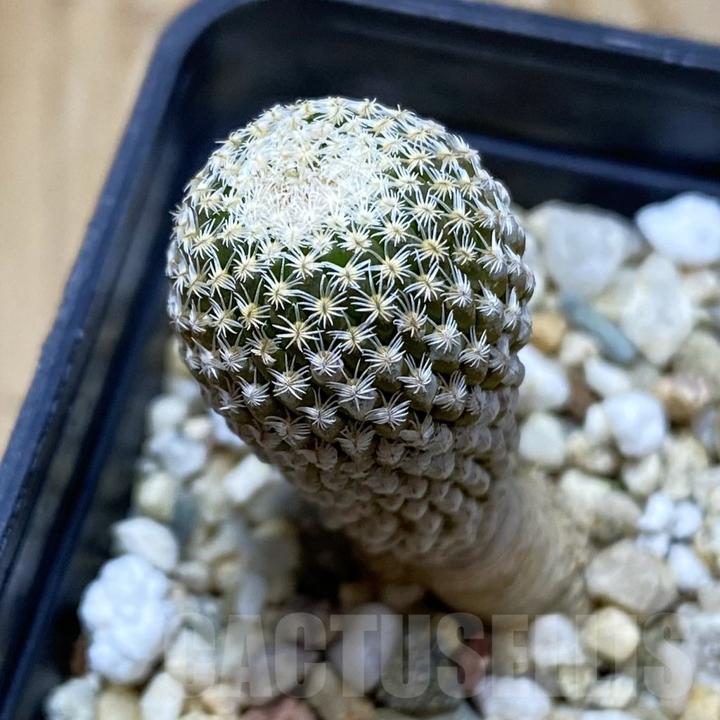 SH9659 Pelecyphora strobiliformis