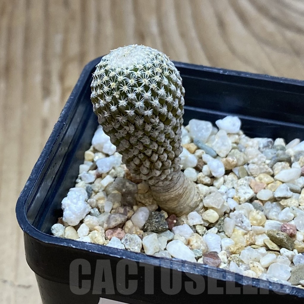 SH9659 Pelecyphora strobiliformis - Image 2