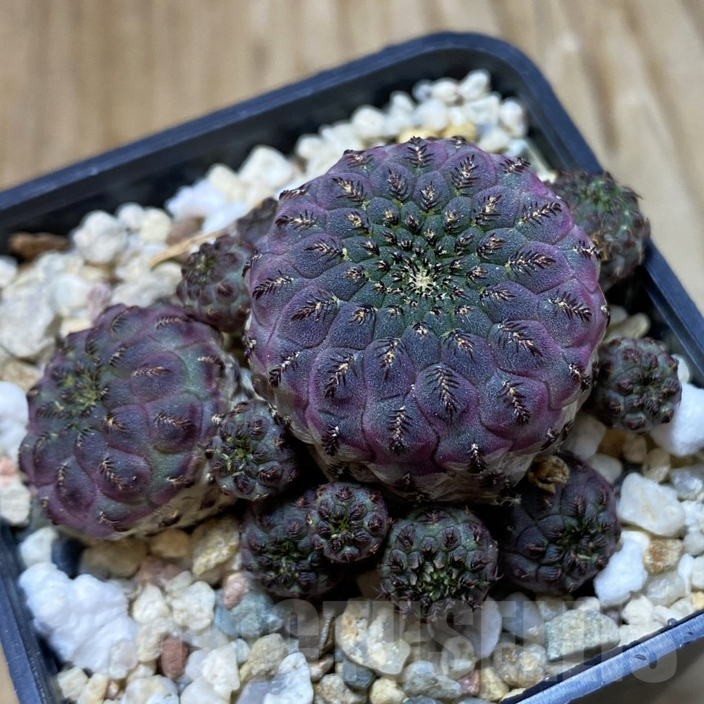 SH9662 Sulcorebutia rauschii