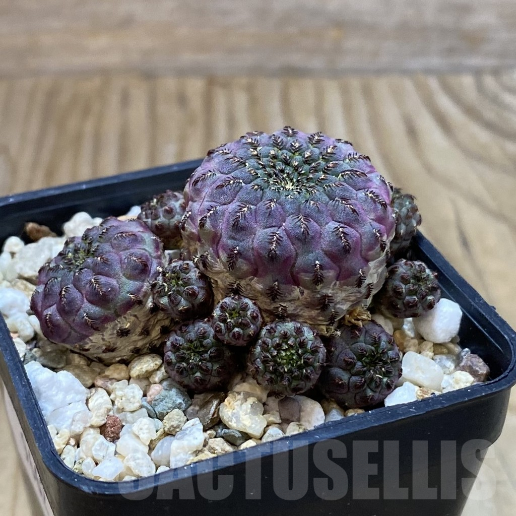 SH9662 Sulcorebutia rauschii - Image 2