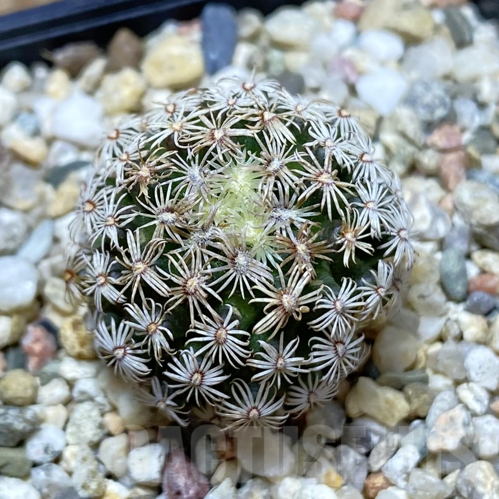 SH9666 Mammillaria hernandezii