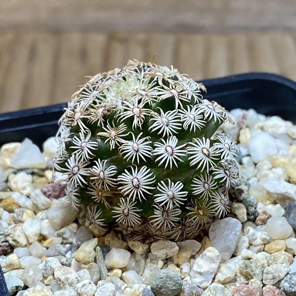 SH9666 Mammillaria hernandezii - Image 2