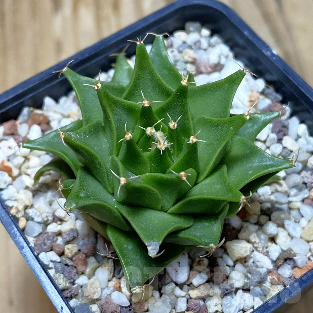 SH9669 Obregonia denigrii