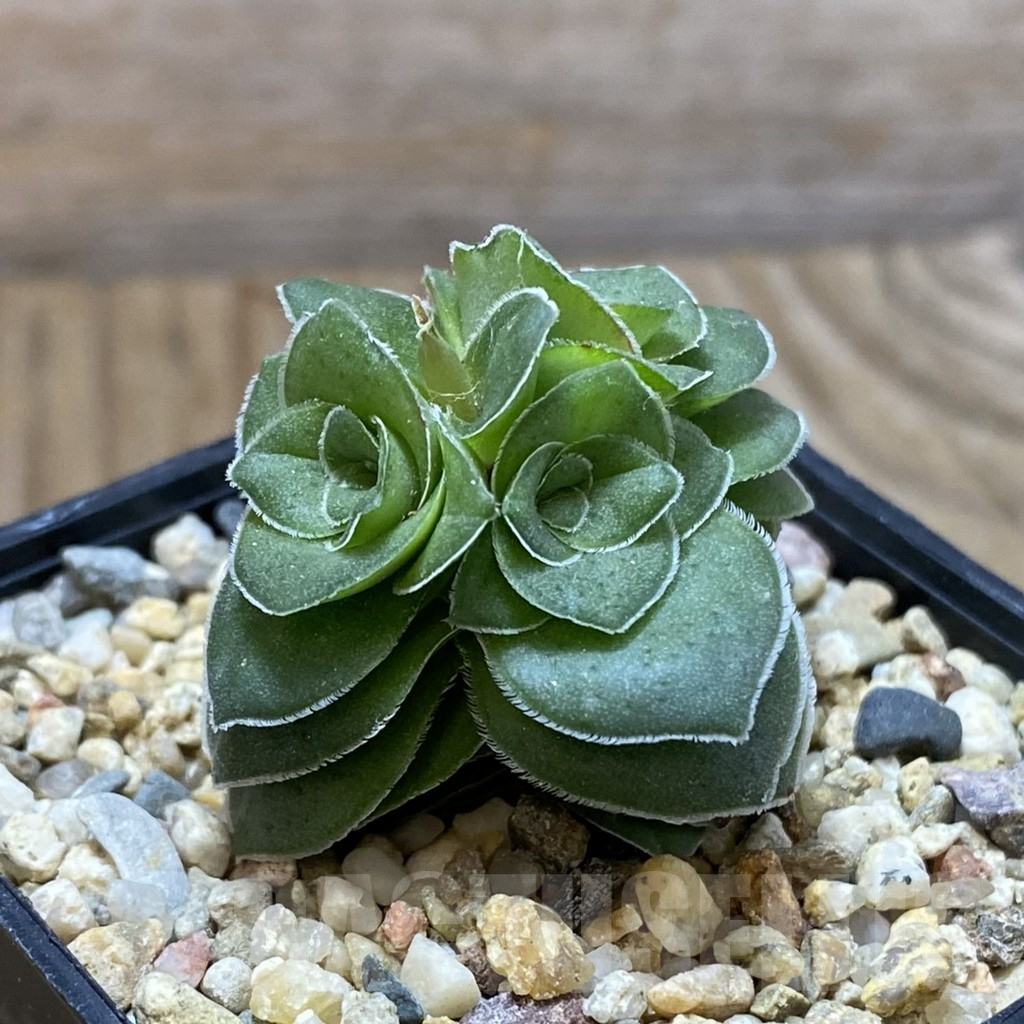 SH9679 Crassula hemisphaerica - Image 2