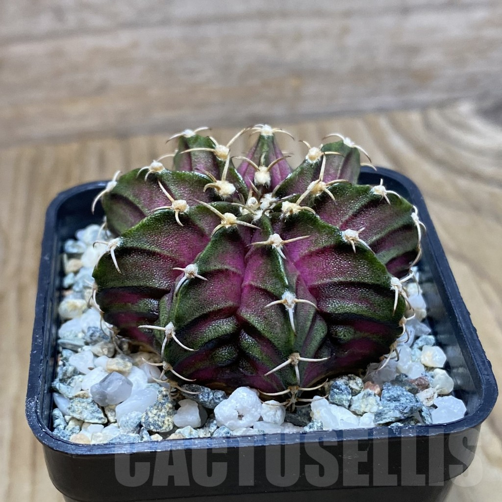 SH9800 Gymnocalycium mihanovichii 'T-Lux', seedling - Image 2