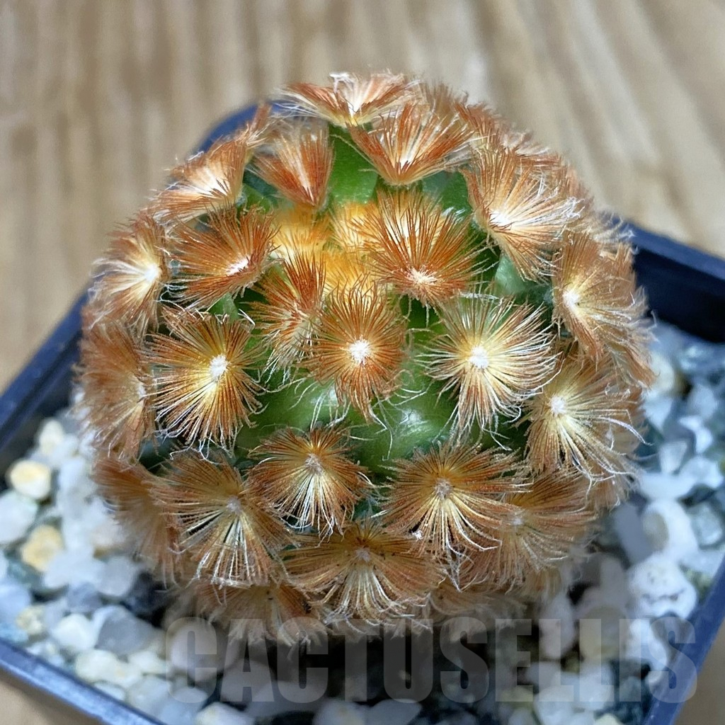 SH9836 Mammillaria carmenae ‘Buddha’, seedling