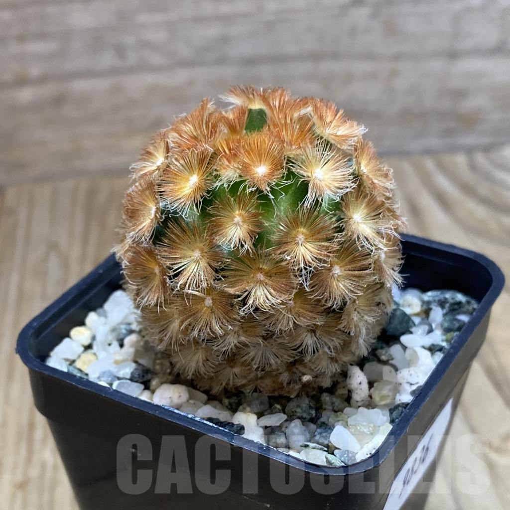 SH9836 Mammillaria carmenae ‘Buddha’, seedling - Image 2