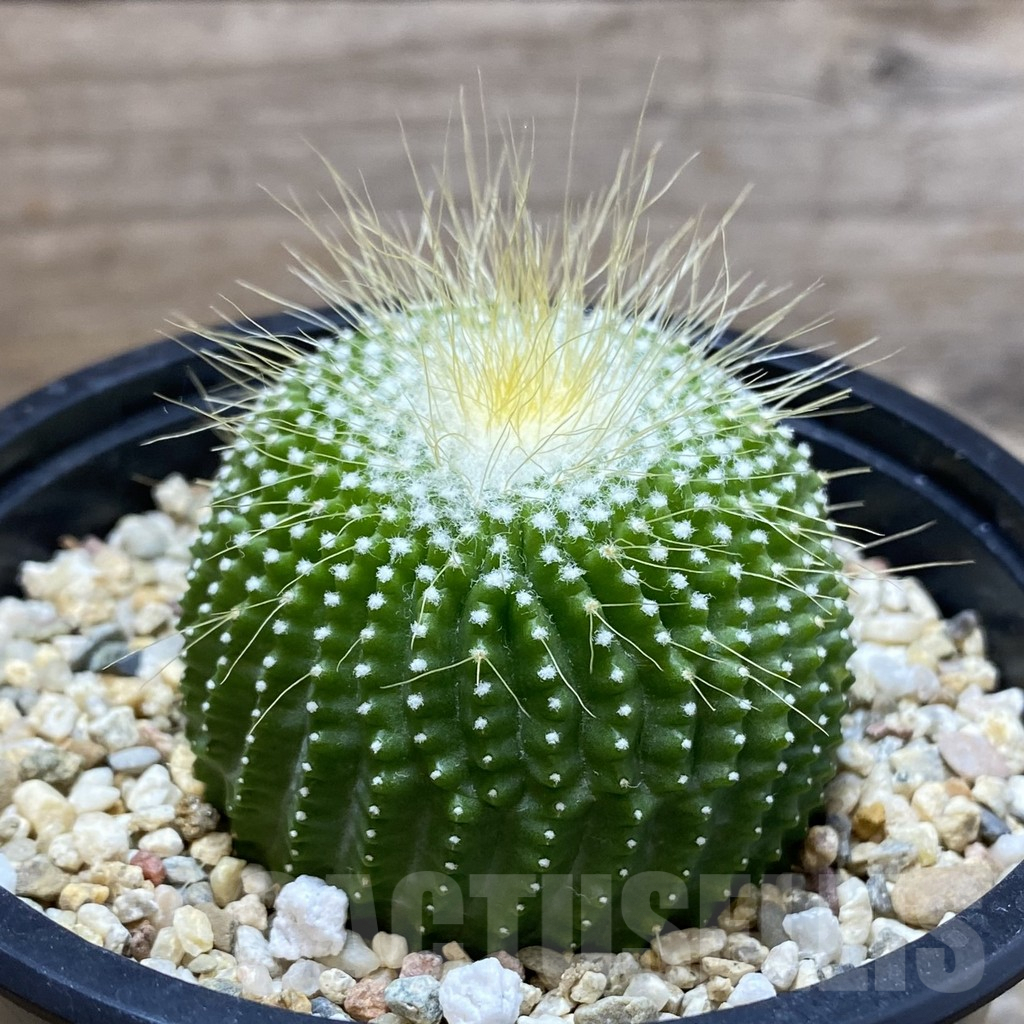 SH9839 Notocactus leninghausii ‘inermis’ - Image 2