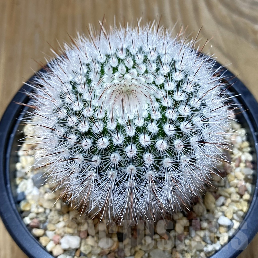 SH9840 Notocactus scopa v. albispinus