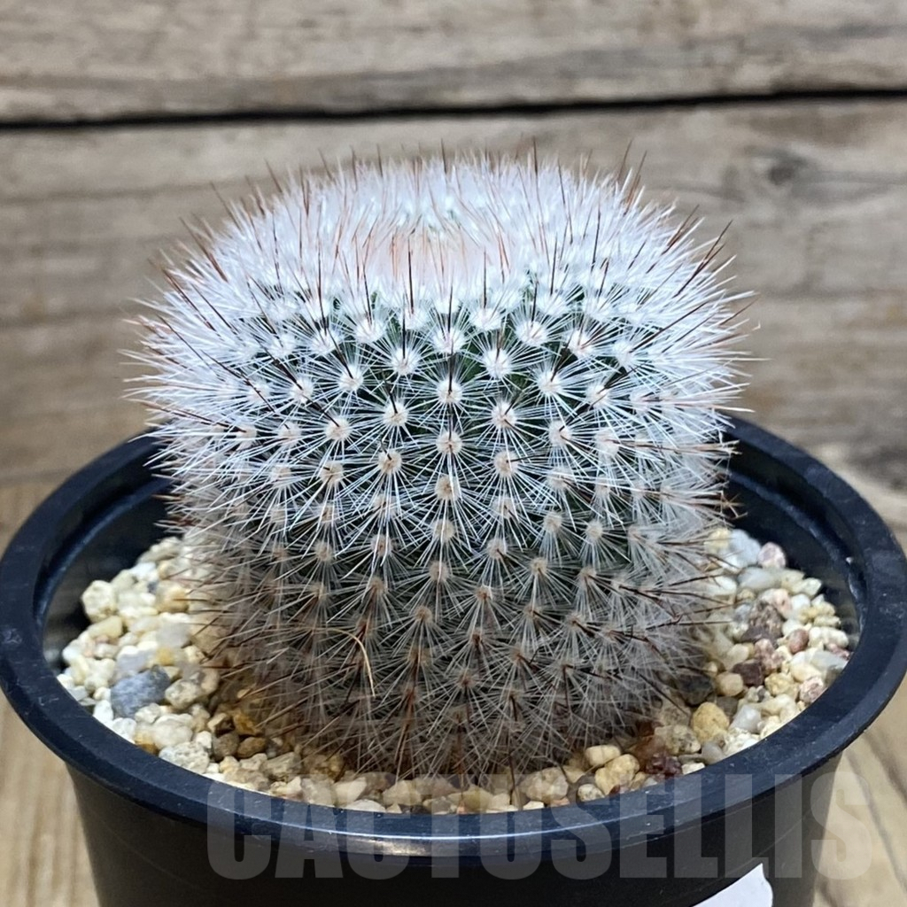 SH9840 Notocactus scopa v. albispinus - Image 2