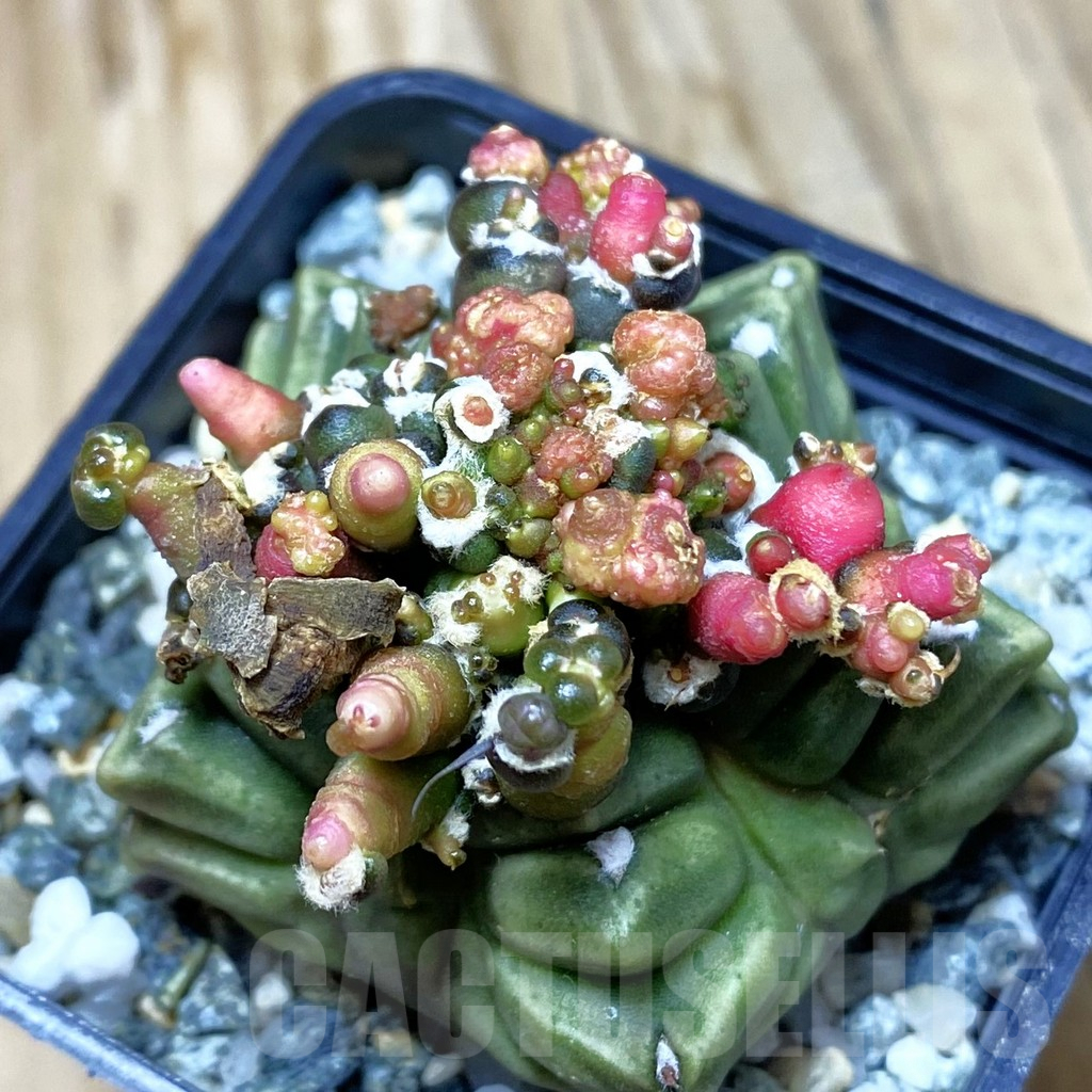 SH9801 Gymnocalycium mihanovichii 'Transformer'