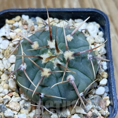 SH9843 Gymnocalycium vatteri selection