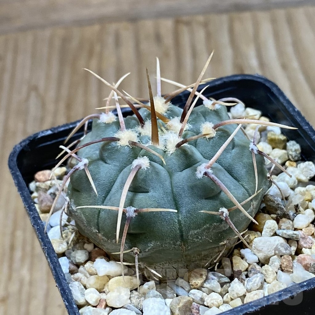 SH9843 Gymnocalycium vatteri selection - Image 2