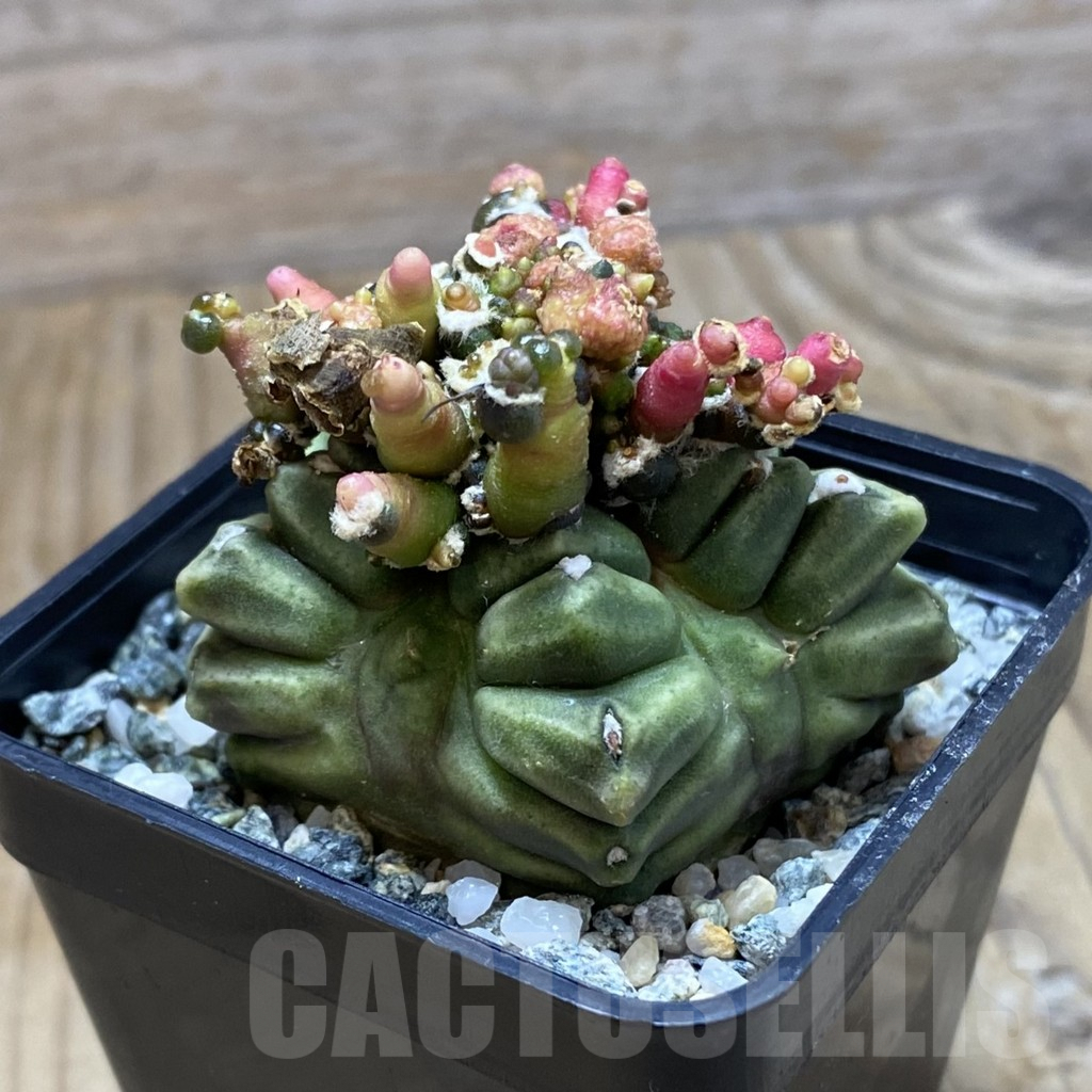 SH9801 Gymnocalycium mihanovichii 'Transformer' - Image 2