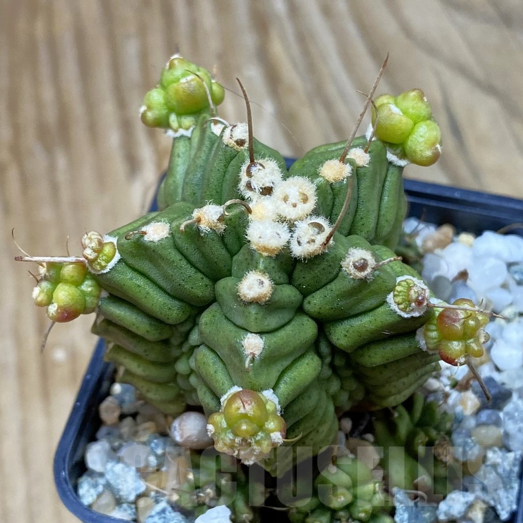 SH9849 Gymnocalycium mihanovichii ‘North Star B'