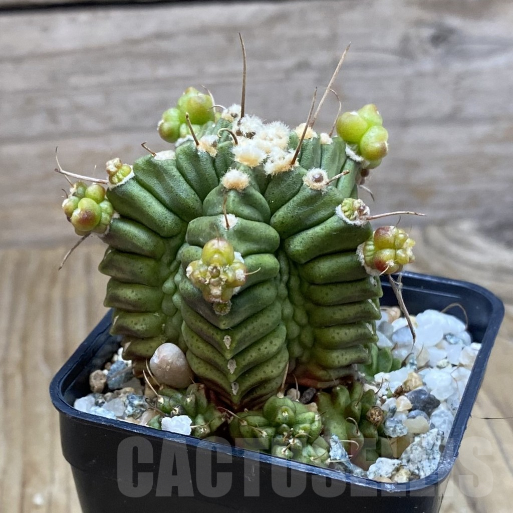 SH9849 Gymnocalycium mihanovichii ‘North Star B' - Image 2