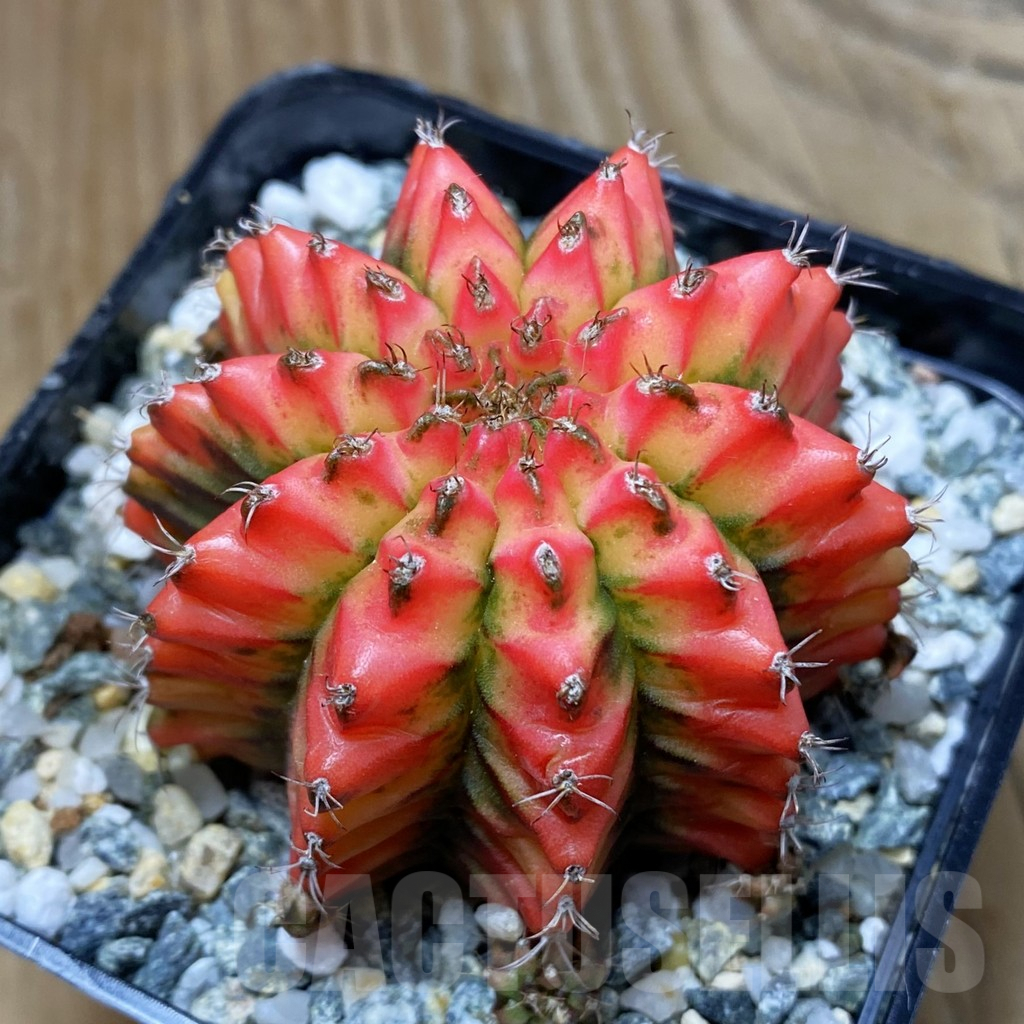 SH9804 Gymnocalycium mihanovichii 'Multicolor'