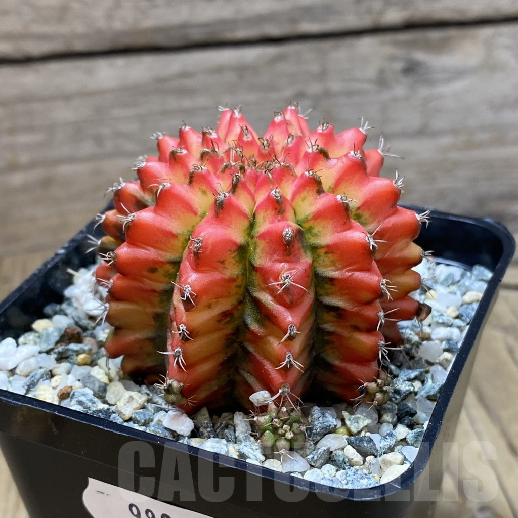 SH9804 Gymnocalycium mihanovichii 'Multicolor' - Image 2