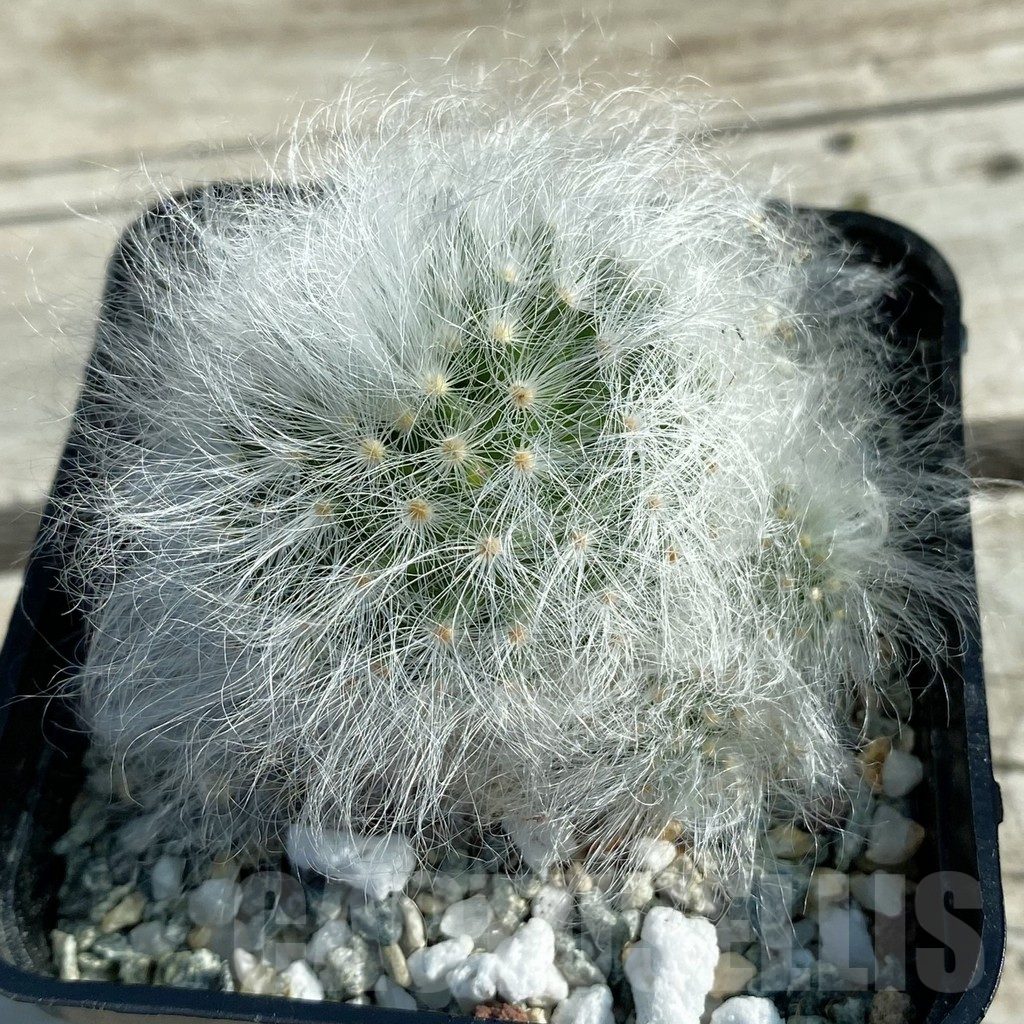 SH9812 Mammillaria guelzowiana LAU 640