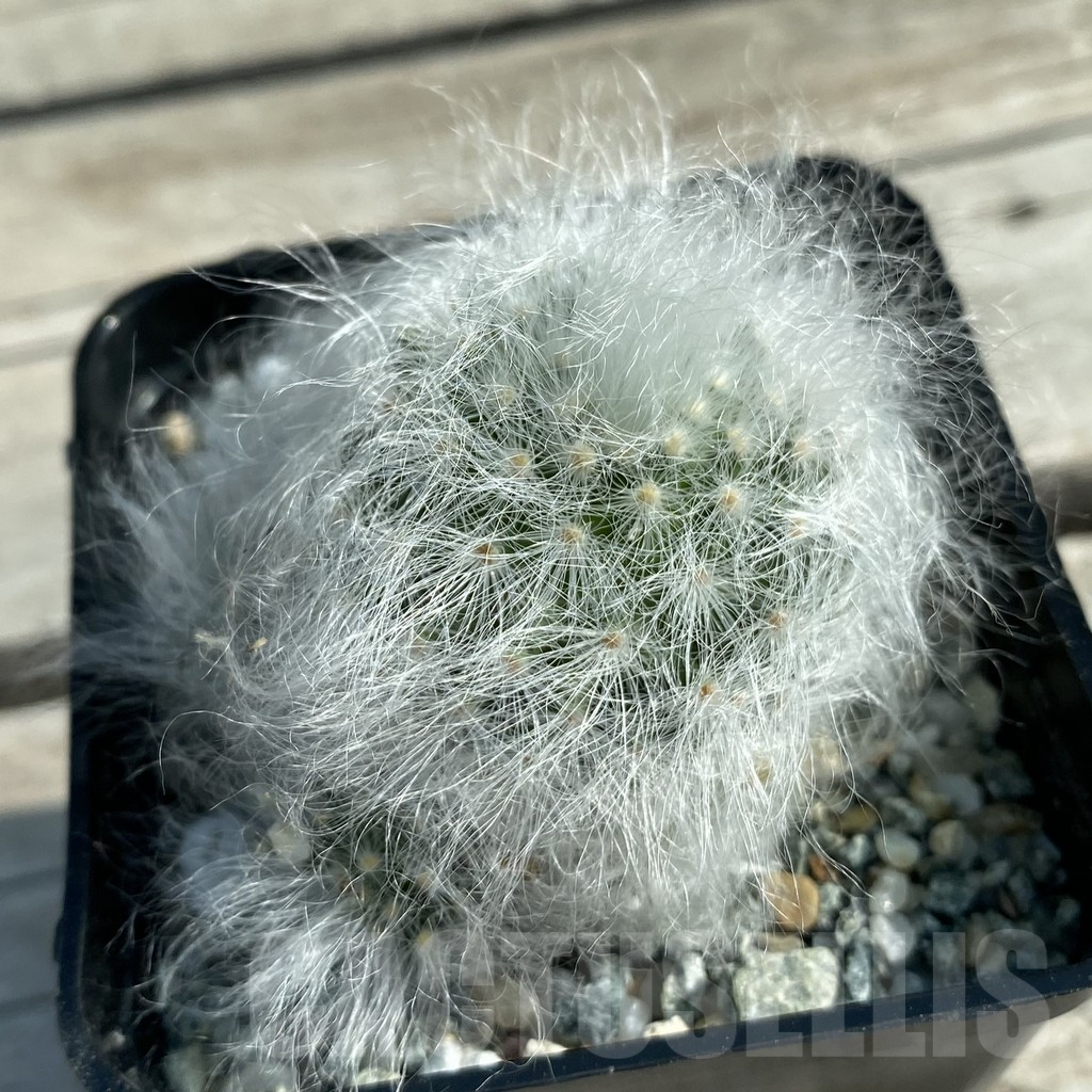 SH9812 Mammillaria guelzowiana LAU 640 - Image 2