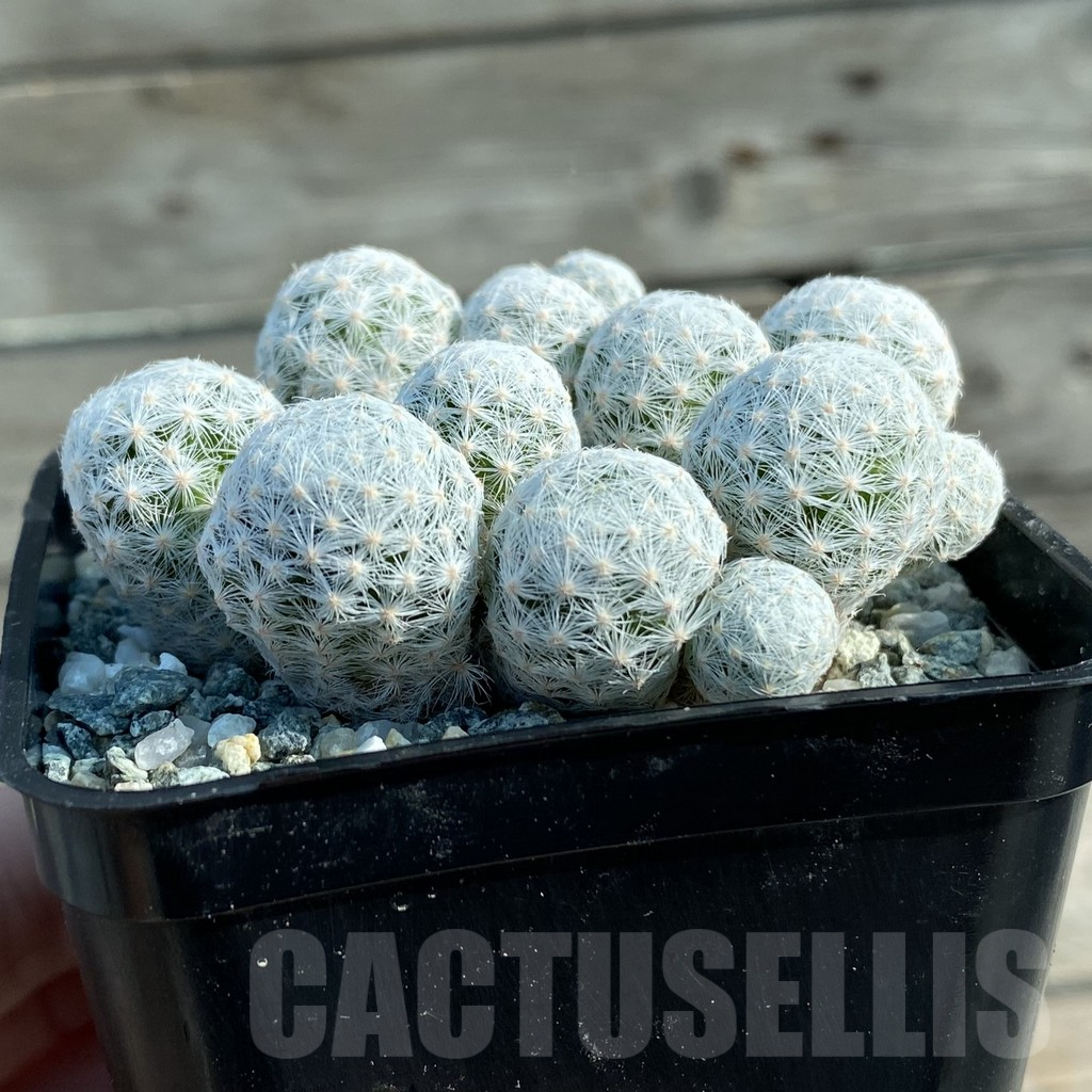 SH9813 Mammillaria humboldtii v. caespitosa - Image 2