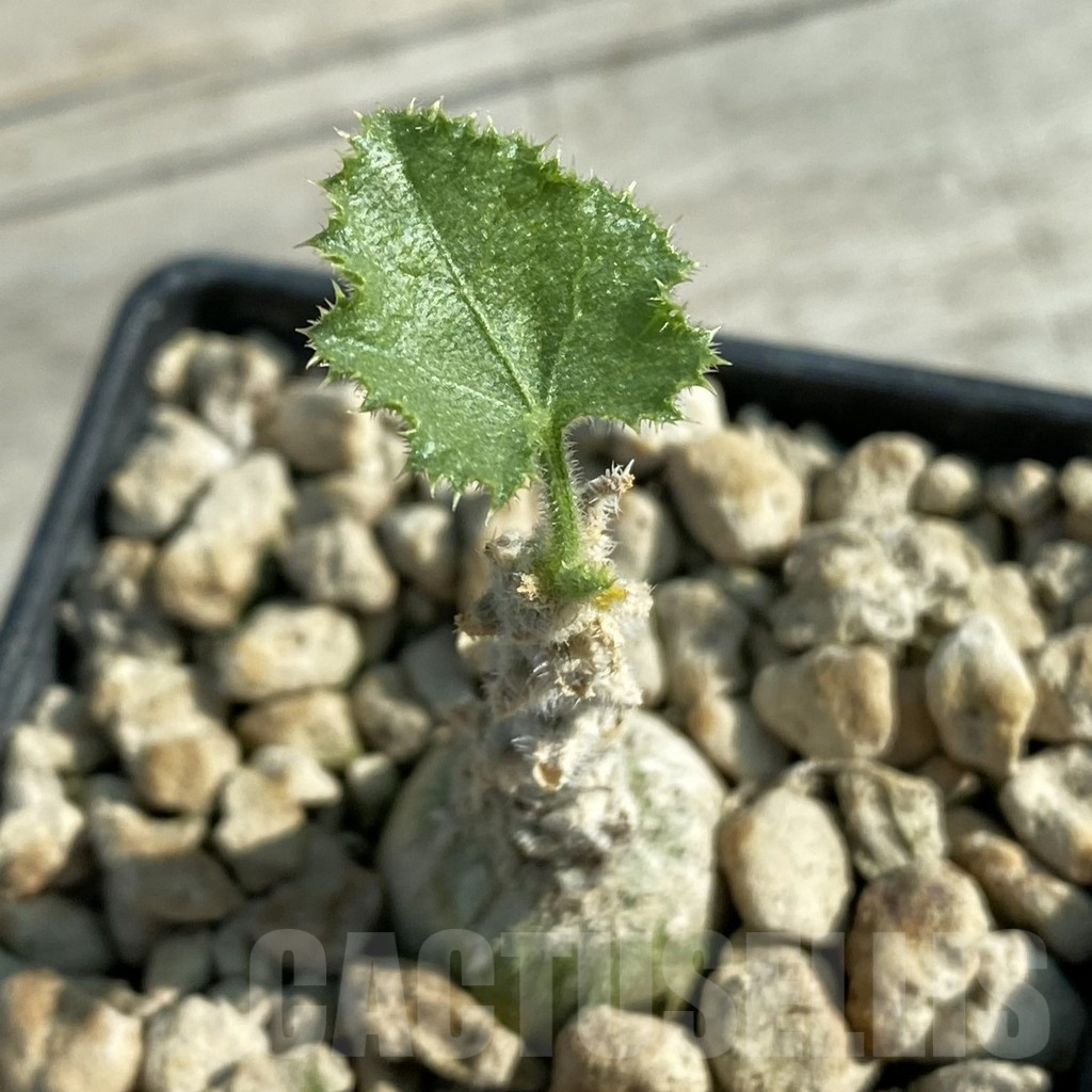 SH9814 Dendrosicyos socotrana