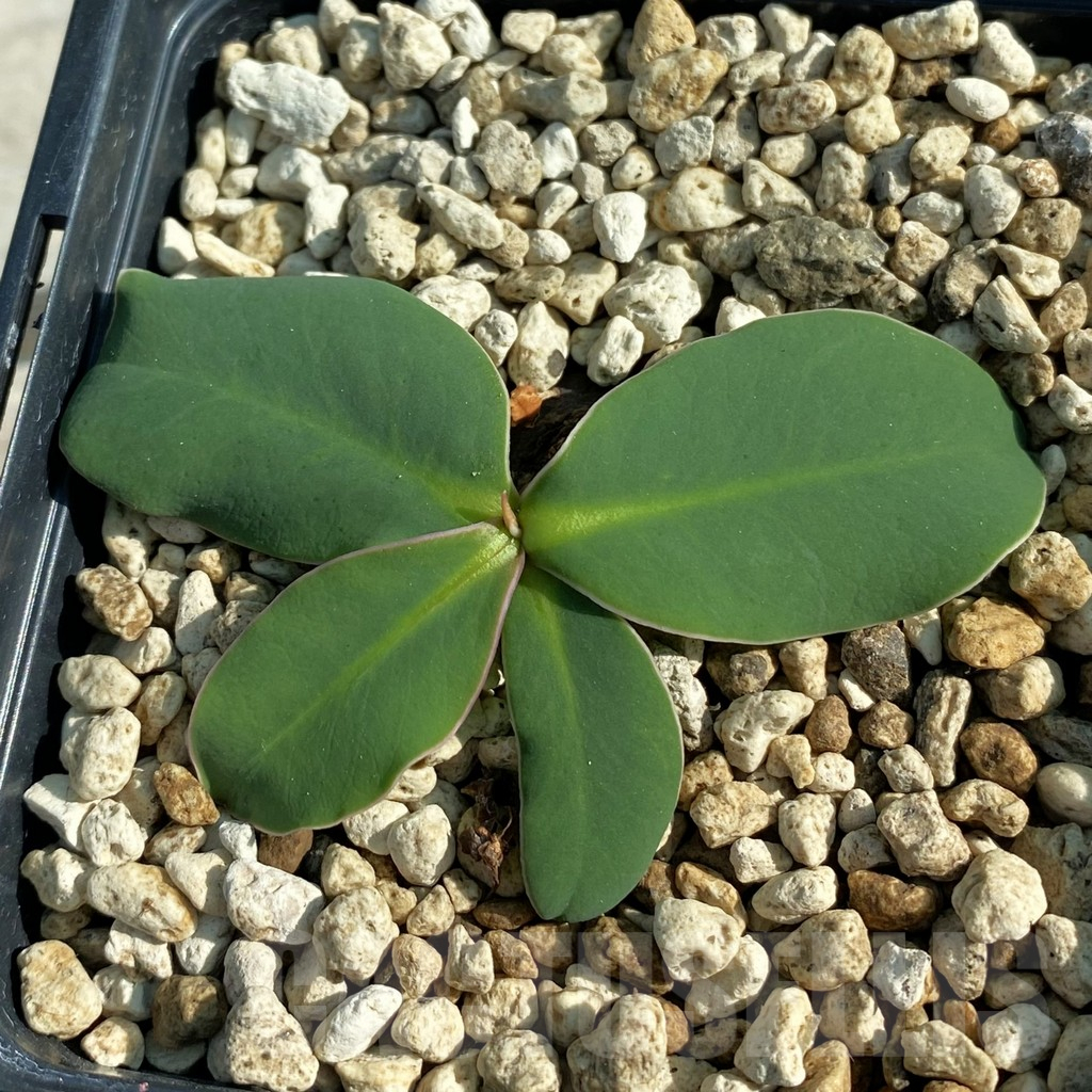 SH9818 Monadenium orobanchoides