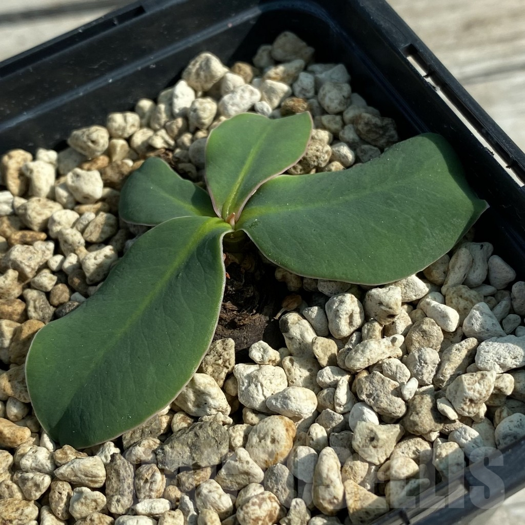 SH9818 Monadenium orobanchoides - Image 2