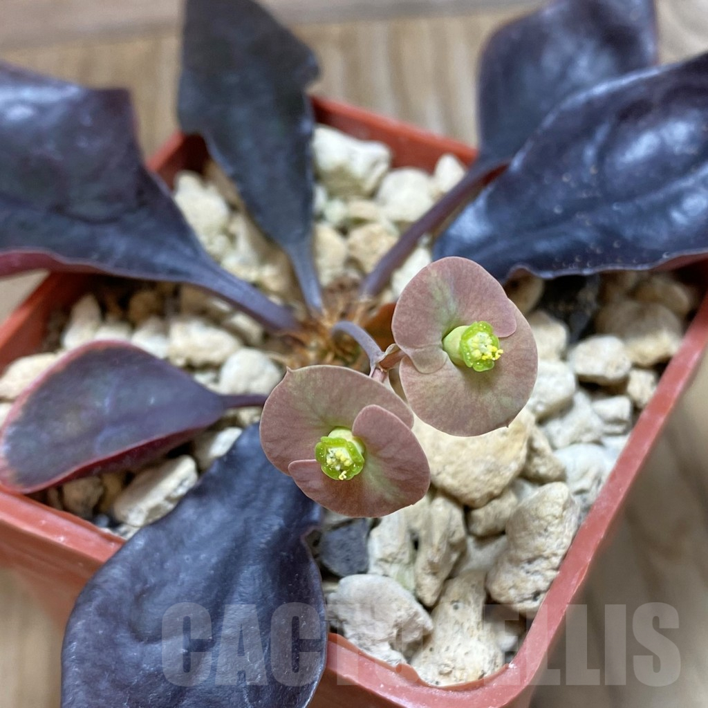 SH9819 Euphorbia francoisii hybrid