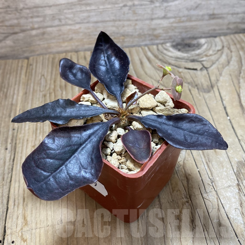 SH9819 Euphorbia francoisii hybrid - Image 2