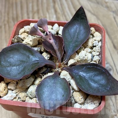 SH9820 Euphorbia francoisii hybrid