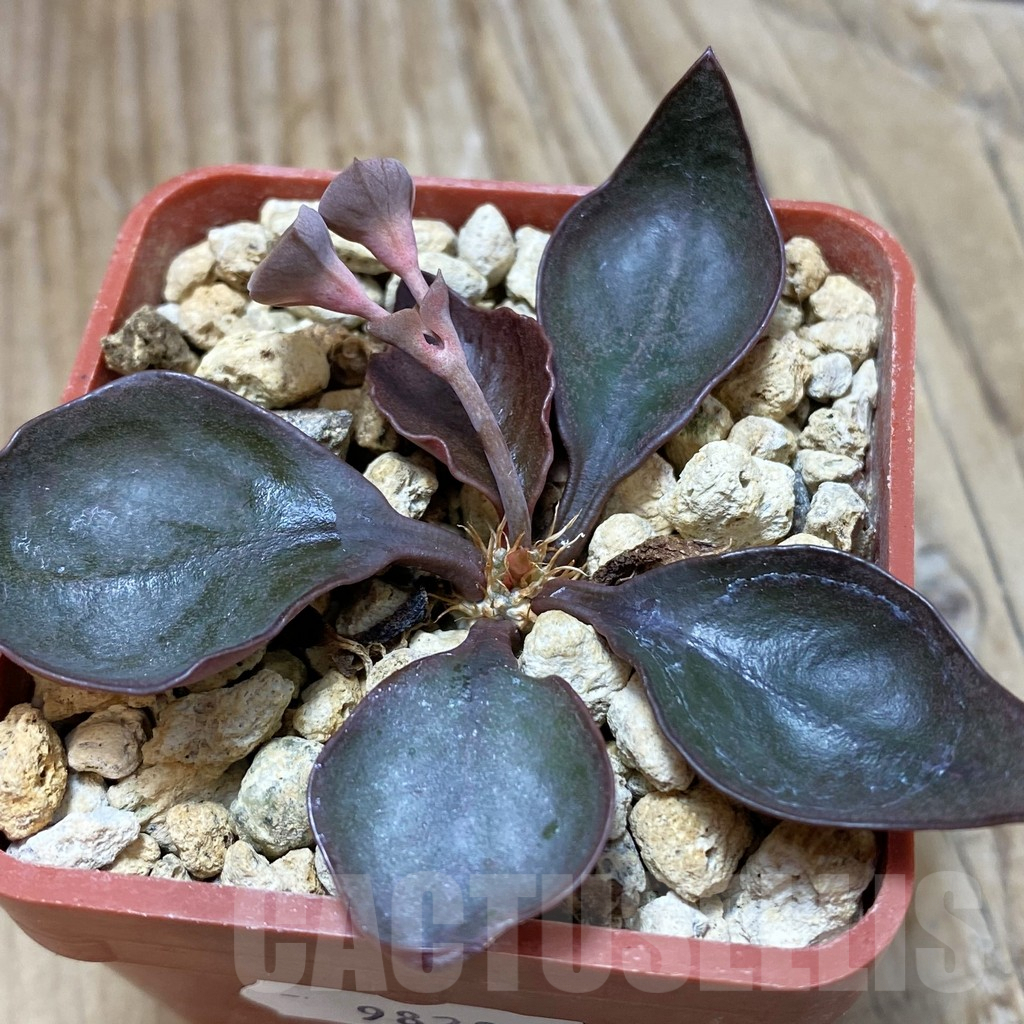 SH9820 Euphorbia francoisii hybrid