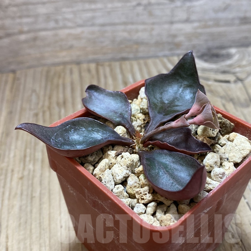 SH9820 Euphorbia francoisii hybrid - Image 2