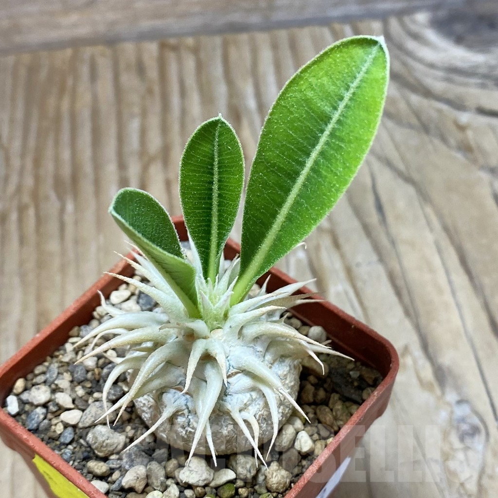 SH9822 Pachypodium eburneum