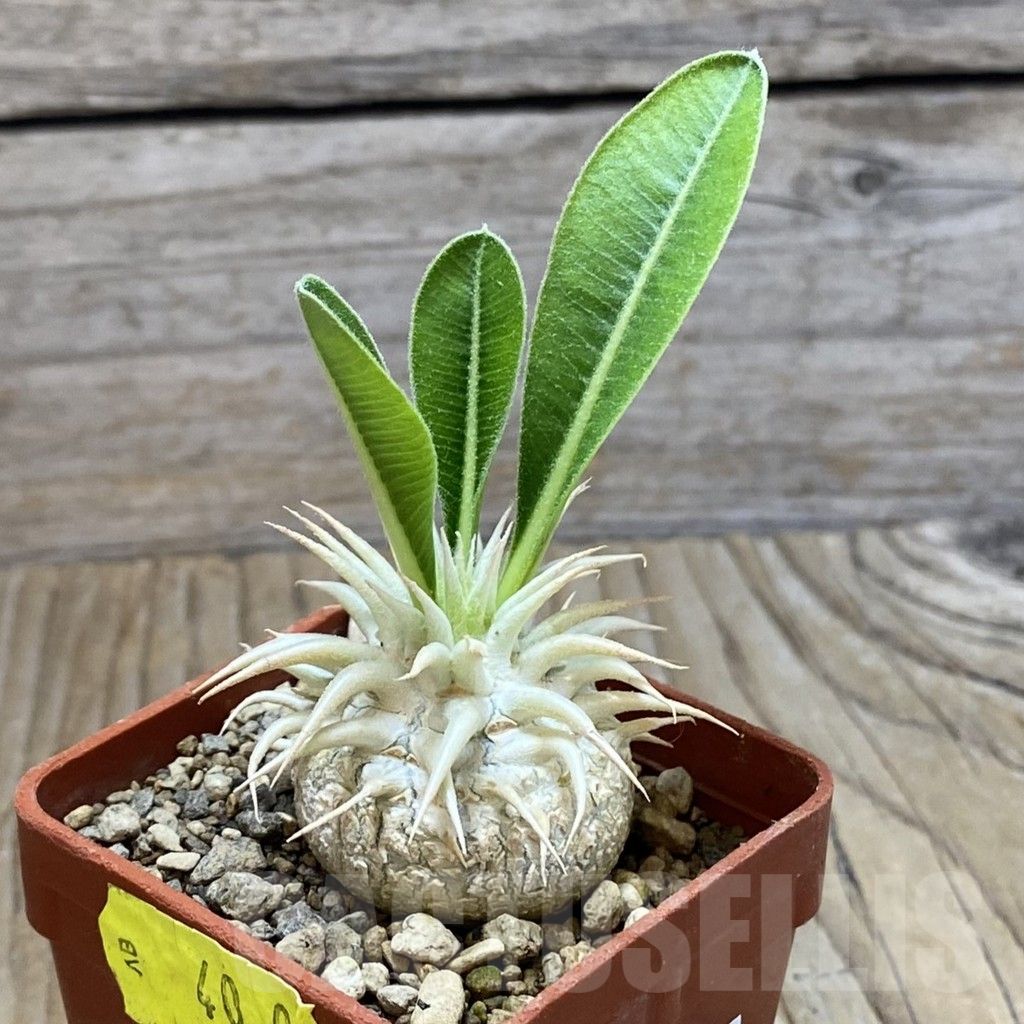 SH9822 Pachypodium eburneum - Image 2