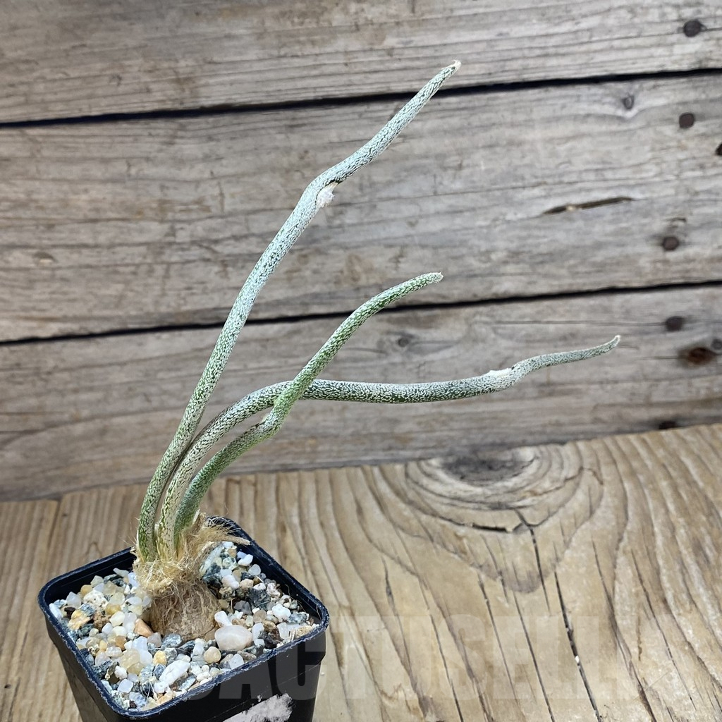 SH9825 Astrophytum caput-medusae, seedling - Image 2